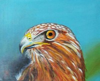 #17 Proud Eagle 11x14 inch acrylic on canvas panel Original SOLD $95.00